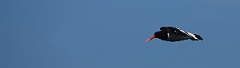 David Plant Photography - Wildlife Photographer - Oystercatcher flying -  B